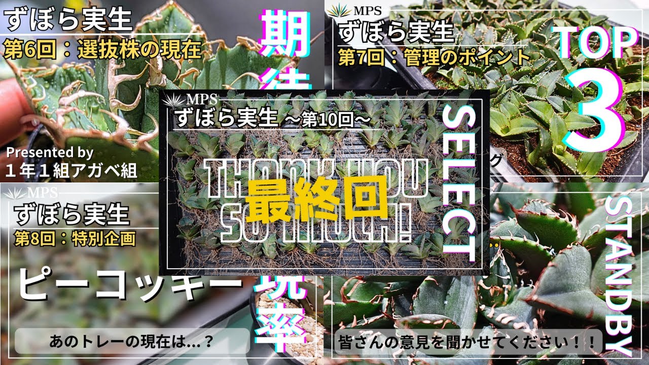【アガベ実生】ずぼら実生総集編・後編～タイプ別生育比較から選抜のポイントまで～