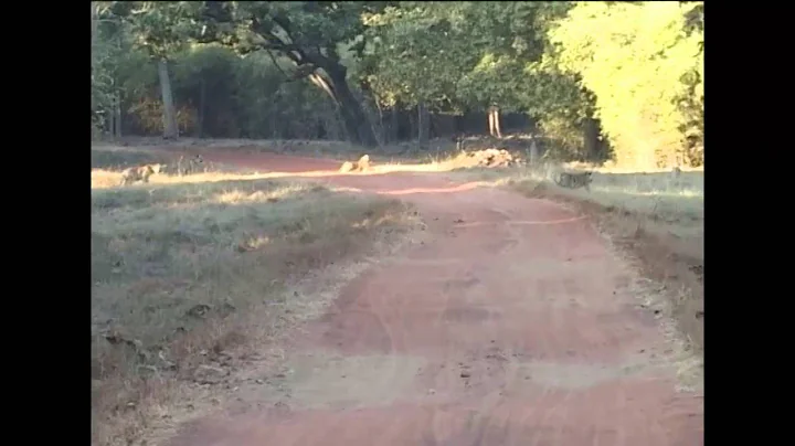Tigers skillfully chasing wild boar at Tadoba