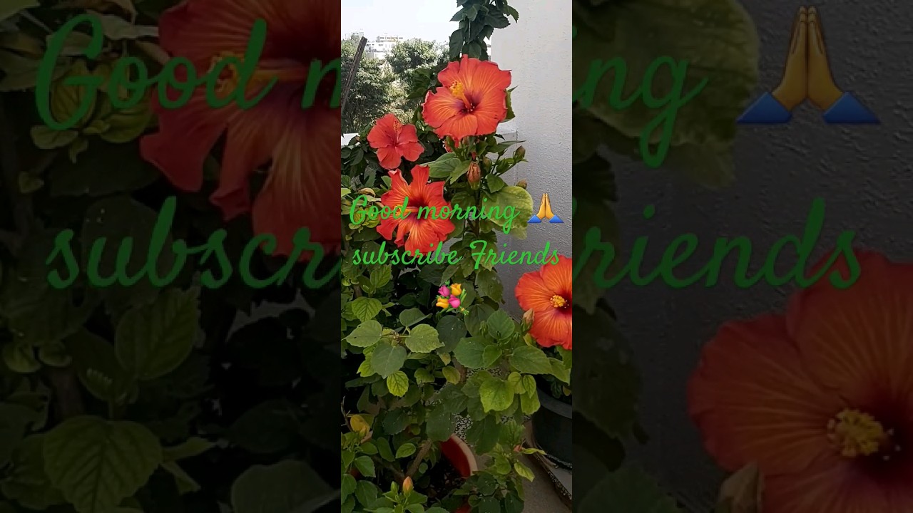 🔴Beautiful Hibiscus Flowers 💐 Fresh Morning WhatsApp Status video 