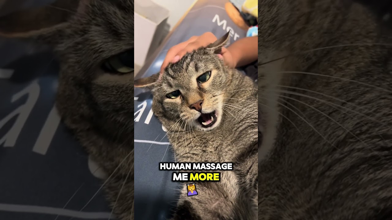 This Cat Loves Massage