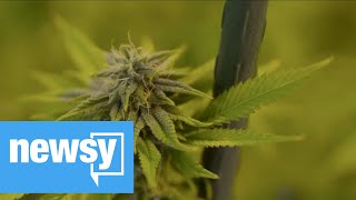 A sweeping marijuana bill could get a floor vote