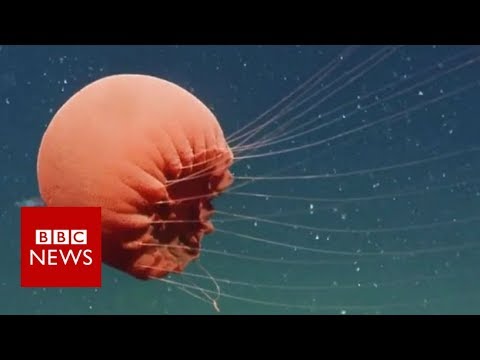 Rarely seen red jellyfish spotted in deep water - News - YouTube