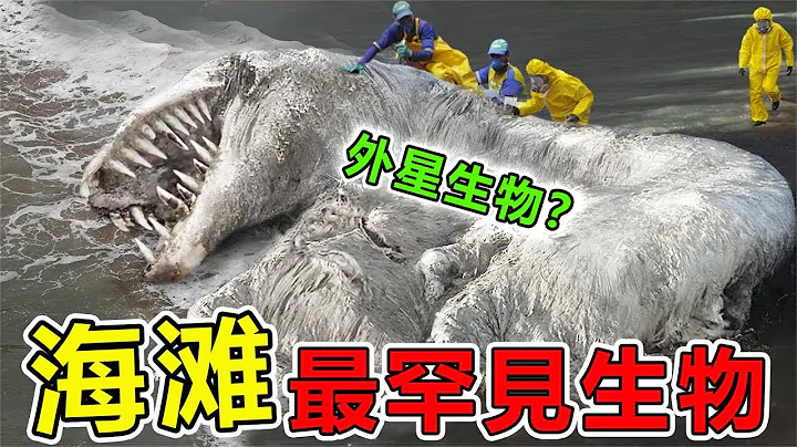 海灘上「最罕見」的10大生物發現，外星屍體驚現澳大利亞海灘，徹底引爆網際網路|#地球之最#世界之最#出類拔萃#腦洞大開＃前10名#地球最TOP#澳大利亞#動物#外星人#海灘 - 天天要聞