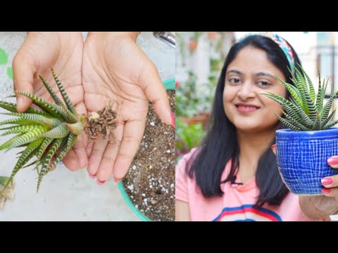 Video: Haworthia Care - Savjeti za uzgoj Haworthia Window Leaved biljaka