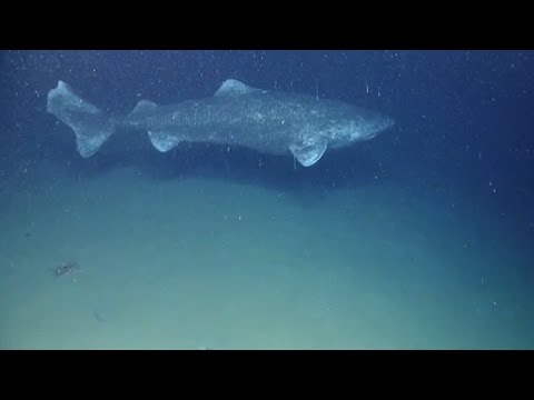 Greenland Shark – world’s longest-lived vertebrate known (Somniosus microcephalus)