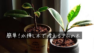 簡単 水挿し木で増えるゴムの木 Youtube