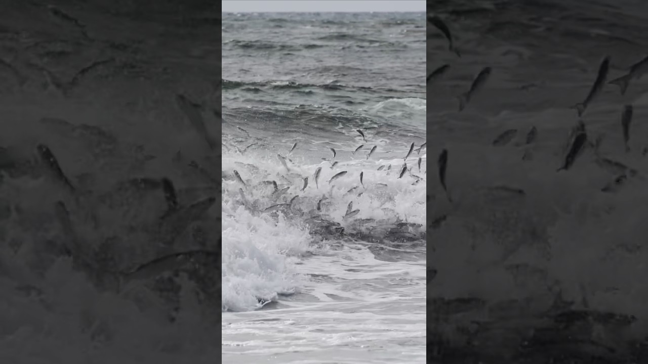 food chain is back in South Florida! Another epic morning today!   