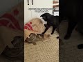 Cat Pounces on Sibling Sitting Inside Paper Bag