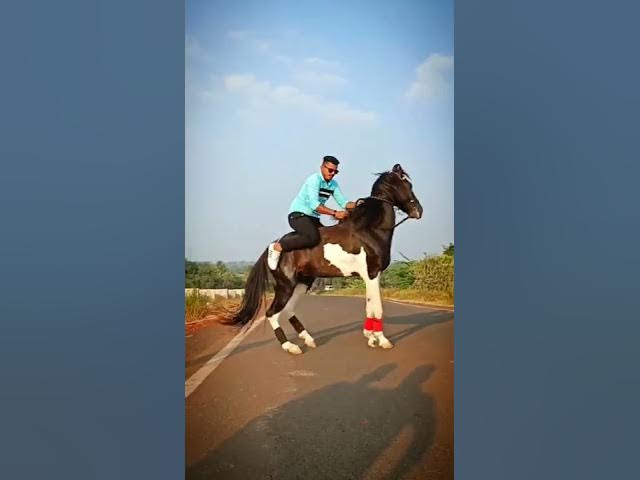 #karnataka #horserace #