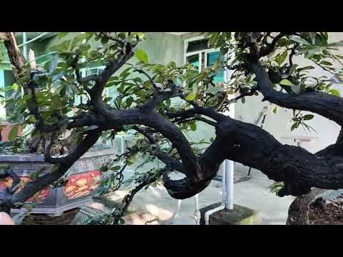 Video Cẩm thị bonsai đẹp vip gl ms46.6triệu bao ship LH... - youtube