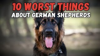 10 Worst Things About German Shepherds