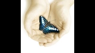Barry Koch: A Butterfly Has Been Released