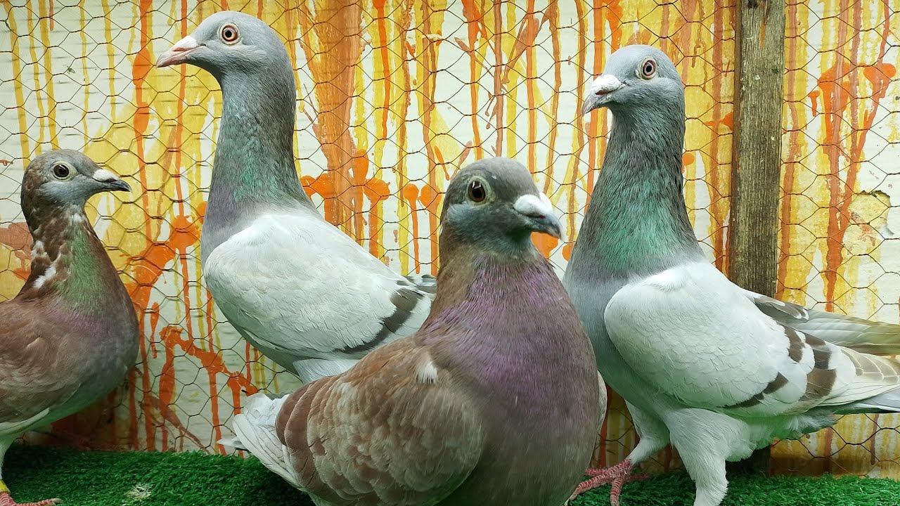 مجموعة حمام رومي وزاجل وصافي للتواصل ابو مليكة01094159830