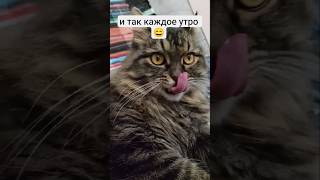 #кот #котик #котики #мем #прикол #ржака #смех #юмор #мяу #анекдоты #еда #лето #cat #funny #смешно