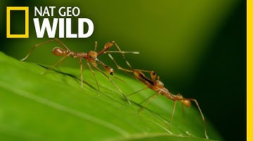 A Weaver Ant
