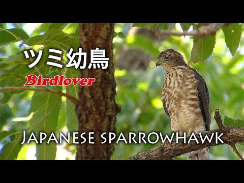 ※ user_b44447e1ツミの雄成鳥と雄幼鳥の剥製 user_b44447e1ツミの雄成鳥と雄幼鳥の剥製 - アンティーク雑貨