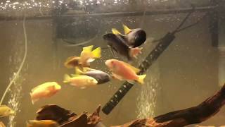 FIRST FISHROOM TOUR!!!