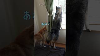 オナラに首かしげる柴犬｜PECO #柴犬 #ウルフドッグ #柴犬のいる暮らし #柴犬大好き #shiba #wolfdog #shibainulife #shibainulove