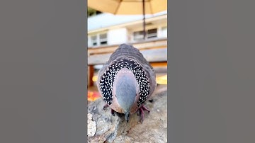 BURUNG TEKUKUR BEKUR BIRAHI #birds #bird #tekukur