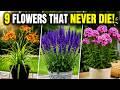 Plant These 9 Long-Lasting Perennials Once And Enjoy Beautiful Flowers Every Year