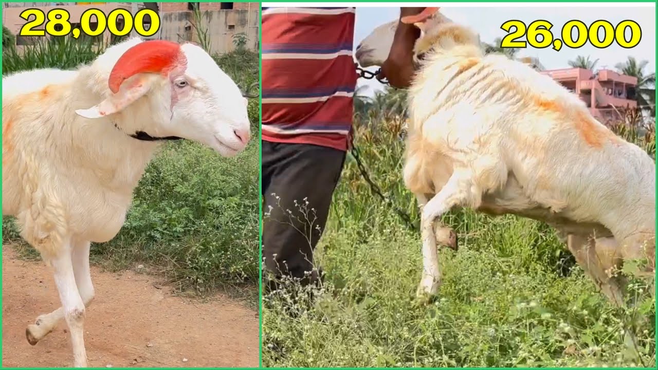 Only 2 left | Amingad Sheep (Yelga) Pure White | Offer Price Grab It ...