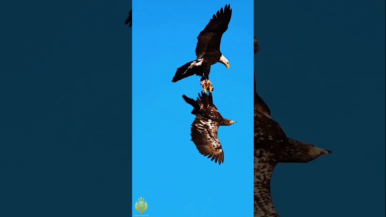 Golden Eagle vs Bald Eagle 🦅 Battle Facts in Urdu 