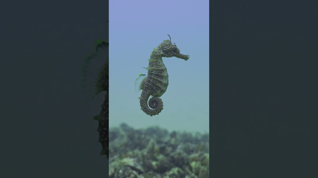 Africas Hidden Seahorses The Oceans Secret Riders