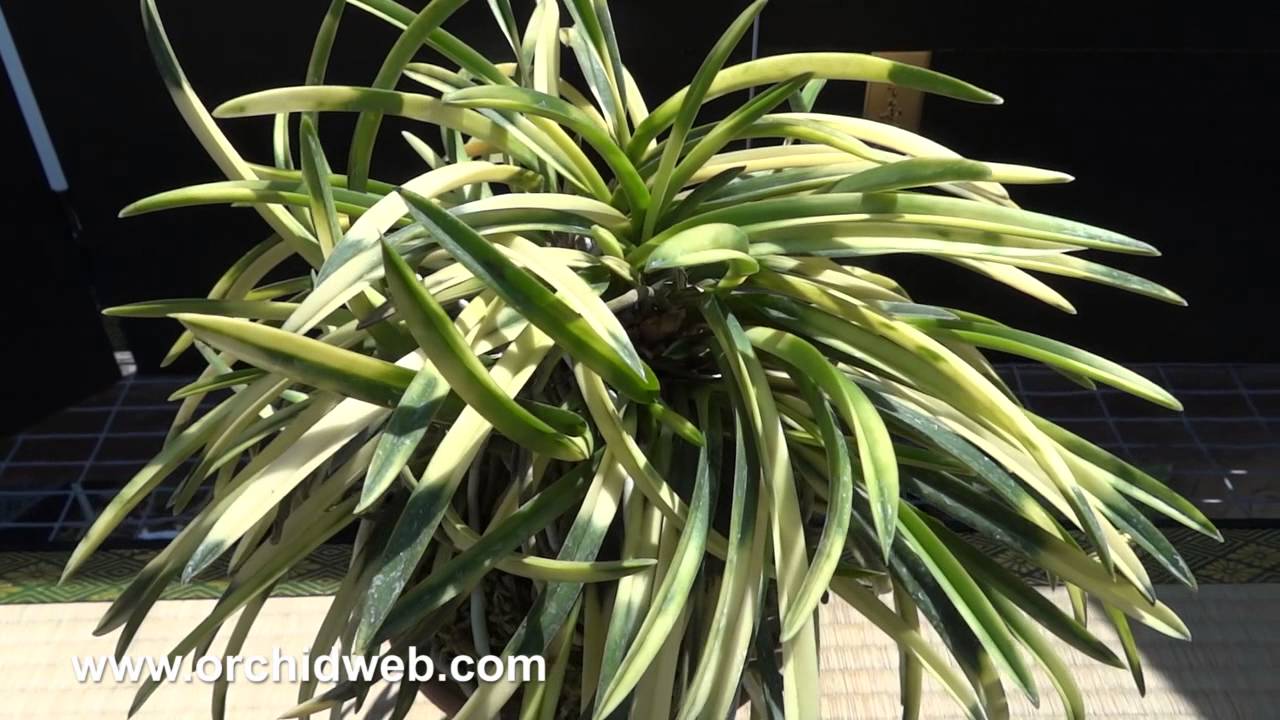 OrchidWeb - Learn about Neofinetia falcata