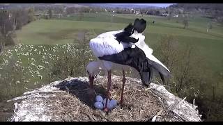 Willma Wysiaduje , Wilhelm Żeruje , Na Łące Pasą Się Owce Storchennest Lindheim 16042019