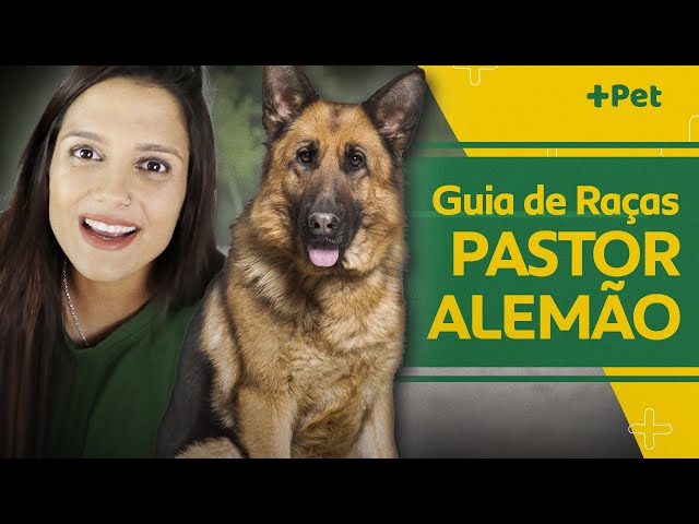 Pastor Alemão: Saiba mais no Guia de Bichos