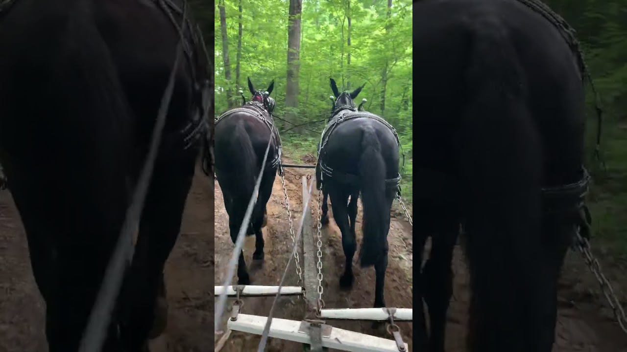 Paul V Smith mule and horse training