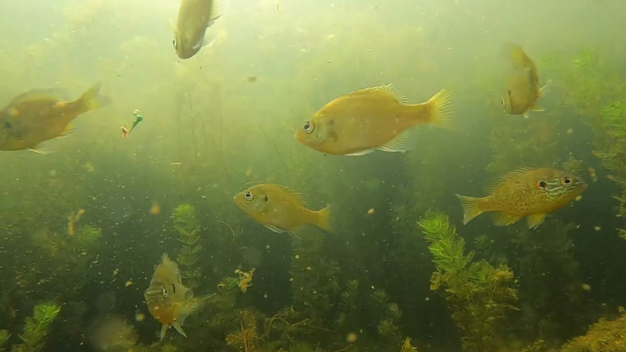 Fishing a Crystal Clear Lake (With 4K Underwater Footage)