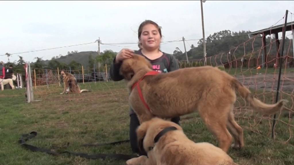 Puppy training with adult dogs. camera iphone 8 plus apk