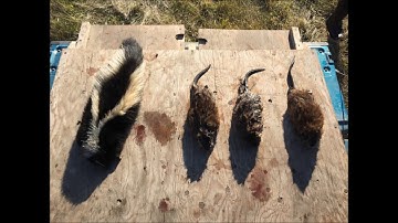 Muskrat Trapping - Open Water Part 3 (Bonus Skunk)