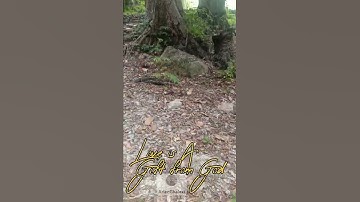 Thumbnail of Vanny Vabiola - Love is A Gift from God