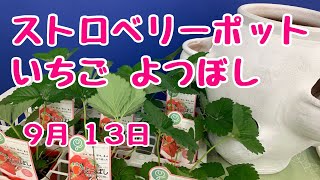 いちごよつぼしストロベリーポット植込みのコツ　2022年9月12日