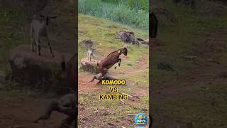 Komodo vs Ibu Kambing: Duel Absurd + Fakta Ilmiah!