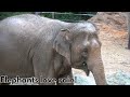 Elephants Eat in the Rain + Mud Bath!