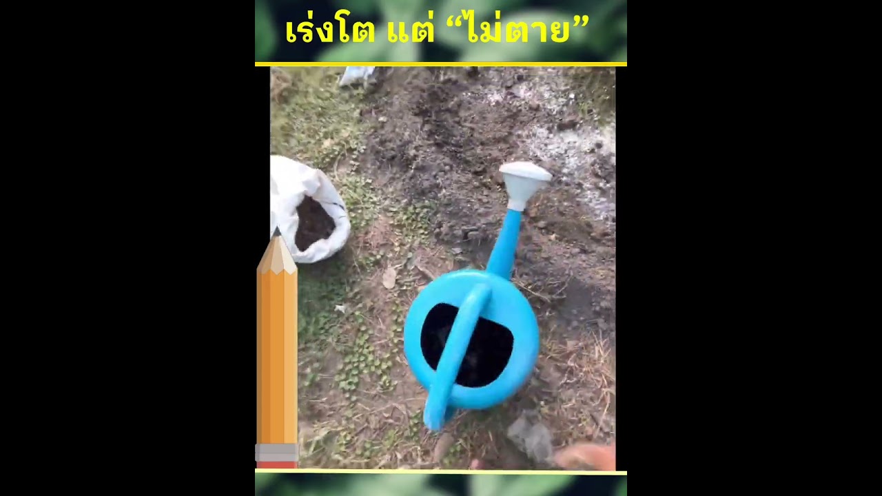 ใส่ปุ๋ยต้นไม้ปลูกใหม่