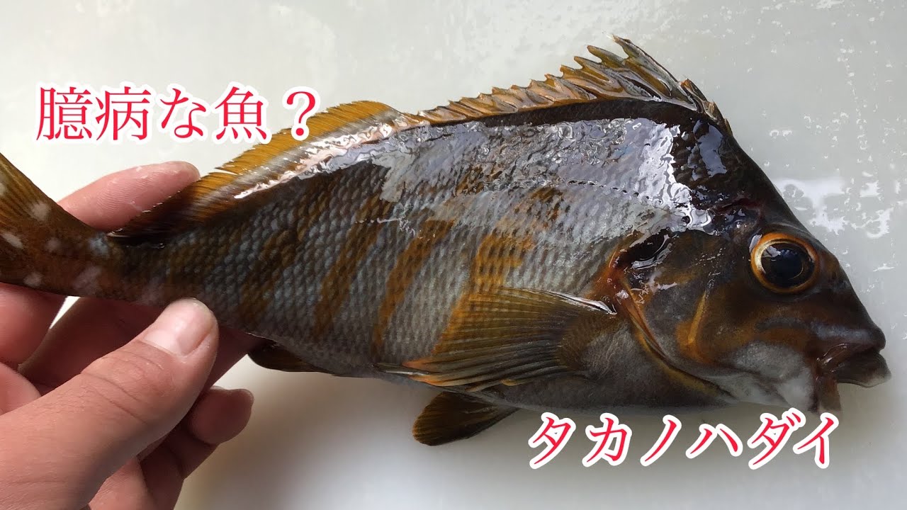 臆病な魚 タカノハダイをさばく Youtube 臆病な魚 タカノハダイをさばく Youtube