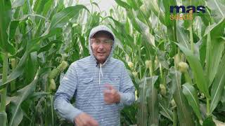 MAS 31.L - 20 ton ziarna kukurydzy z hektara w 2021 r., to możliwe ? Odcinek 3