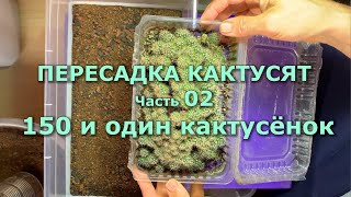 видео: ПЕРЕСАДКА КАКТУСЯТ - 02 150 и один кактусёнок #кактусы #суккуленты #КомнатныеРастения#СеянцыКактусов картинка: ПЕРЕСАДКА КАКТУСЯТ - 02 150 и один кактусёнок #кактусы #суккуленты #КомнатныеРастения#СеянцыКактусов