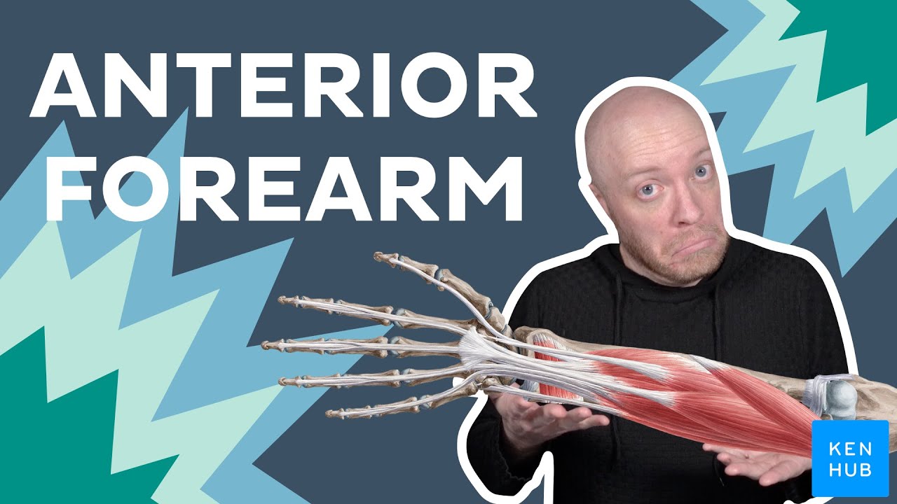 Muscles of the anterior forearm: Anatomy and functions | Kenhub