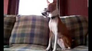 Basenji Lettin