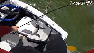 Bream + Flatty Fishing Hawkesbury