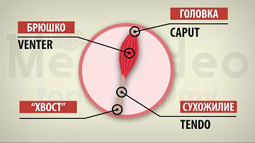 Общая миология. Строение мышц