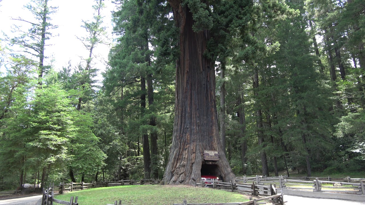 Chandelier Tree Leggett, California YouTube