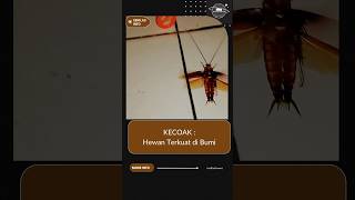 Kecoa : Hewan Terkuat di Bumi #kecoa #terbang #terkuat