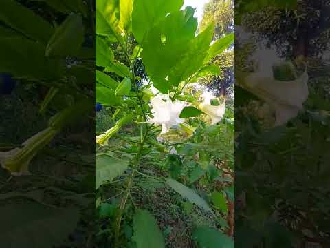 Video: Brugmansia Care - Kako uzgajati biljke Brugmansia u saksijama