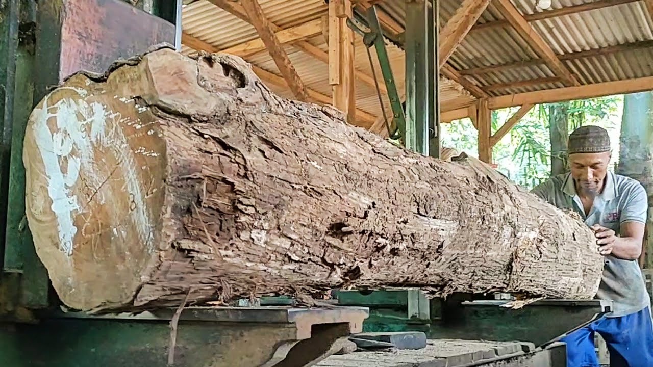 sawing dry teak wood trunks that are decades old full of old and fine ...